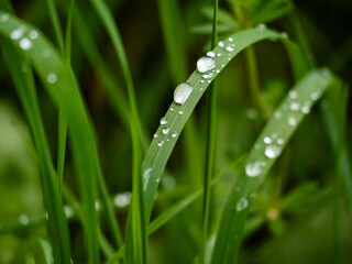 Drops of water on a grass leaf.