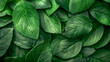 Macro leaves background texture.