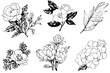 Vintage Floral Vector: Hand-Drawn Line Art with Hibiscus and Rose Elements.