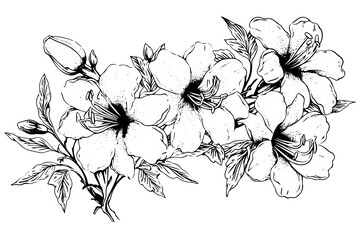 Wall Mural - Vintage Floral Vector: Hand-Drawn Line Art with Hibiscus and Rose Elements.