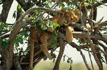 Canvas Print - Lion, Lionceau dans un arbre , Panthera leo, Parc national de Manyara, Tanzanie