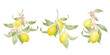 Watercolor set of lemon branchs with fragrant flowers and juicy fruits. Hand drawn, isolated.