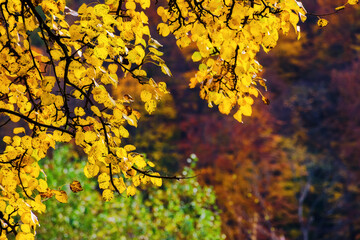 Wall Mural - yellow foliage in autumn forest. beautiful nature background