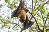 Fototapeta Zwierzęta - indian flying fox or greater indian fruit bat or Pteropus giganteus face closeup or portrait hanging on tree with wingspan eye contact at ranthambore national park forest tiger reserve rajasthan india