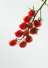 Wall Mural - Branch of fresh red cherry tomato on white background