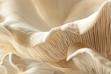 Fototapeta  - A closeup of the edge and texture of an oyster mushroom, showcasing its unique patterned edges in neutral tones. The soft cream background highlights details. Soft natural light, macro