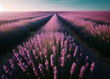 An endless field of lavender in bloom. Beautiful purple plants at sunrise. Background of fragrant vibrant flowers.