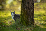 Fototapeta Koty - Cat under a tree in autumn nature