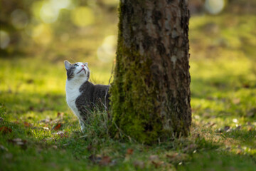 Wall Mural - Cat under a tree in autumn nature