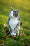 Fototapeta Koty - Young tabby cat in a spring meadow