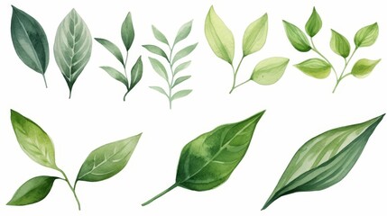 Naklejka na meble Geen leaves on a white background 