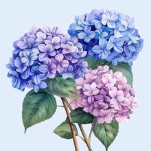 Three Lush Hydrangea Blooms In Varying Shades Of Blue And Purple Isolated On A Plain Background.