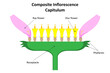 Inflorescence Capitulum. Diagram. Family Asteraceae.
