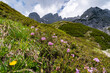 Alpenlandschaften - kleine violett blühende Bergblumen im Hochgebirge der Alpen.