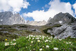 Alpenlandschaft - kleine gelbweiß blühende Bergblumen auf felsigem Untergrund oberhalb der Baumgrenze.