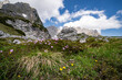 Alpenlandschaften - zart rosa blühende Bergblumen in der kargen Felslandschaft hoch im Gebirge.