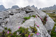 Kleine violett blühende Blumen in den Ritzen von Felsen hoch in den Alpen.