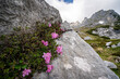 Kleine violett blühende Blumen in den Ritzen von Felsen hoch in den Alpen.
