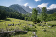 Alpenlandschaften - naturbelassene grüne Alm mit etwas Bergwald am Wilden Kaiser.