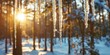 Icicles hanging from branch, blurred forest background, chilly theme for banner 