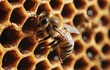 Close up of a honeybee pollinating a honeycomb in its beehive