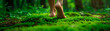 the forest as you walk barefoot on springy green moss