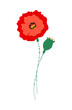 red poppy vector flower memorial day