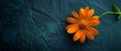 A single, vividly colored flower on a dark, elegant background for contrast