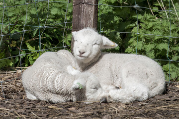 Wall Mural - close up of two cute lambs asleep in the spring sunshine