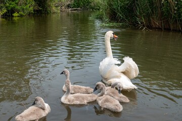 Sticker - mute swan cygnus olor with cygnets on the river