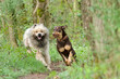 2 cute dogs racing on a small forest path. There is a mixed-breed doglooking like a young beauceron and a Samoyed dog.