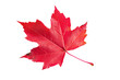 A single red maple leaf isolated on white background or transparent background, die-cut, png cutout