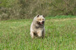 Front view of an unleashed cute samoyed dog running in a field at spring