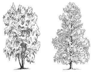 Birch tree sketches, summer,foliage, deciduous, woodland, vector outline hand drawings isolated on whit