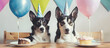 Cute smiling dogs celebrating pet shop anniversary or birthday, plain blue color background..
