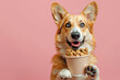 Cute welsh corgi dog with paper coffee cup with dog food on pink background. Dog cafe concept.