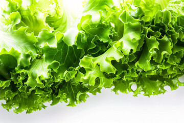 Wall Mural - Fresh green lettuce leaves isolated on a white background, perfect for salads and adding a healthy touch to your meals