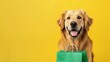Cute golden retriever dog holding a green paper shopping bag in his teeth while sitting on a yellow background