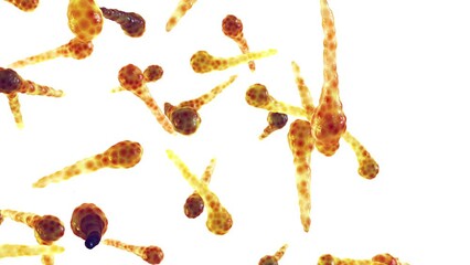 Wall Mural - Tetanus bacteria isolated on white. Tetanus is an infectious disease caused by the pathogenic, toxin producing bacteria Clostridium tetani. 	