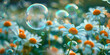 Chamomile on a sunny green meadow. Soap bubbles fly in the air. Summer is a season of joy and happiness.