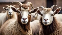 Goats, Sheep, Eid Ul Adha Style Two