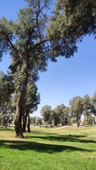 Wall Mural - trees in the park