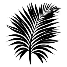 Abstract Shadow Black White Palm Leaf Shadow