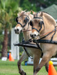 Norwegian Fjord Horse team pulling hitch in Combined driving competition
