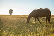 Tiger Horses graze in late afternoon sun