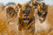 Lions on the African continent running towards the camera at a very high speed