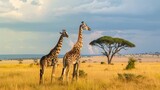 Fototapeta  - Giraffe walking through the african savannah