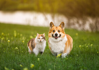 Wall Mural - furry friends a red cat and a cheerful corgi dog stand next to each other in a green meadow on a sunny spring day