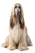 Afghan Hound sit isolated on transparent background
