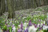 Fototapeta Konie - Corydalis cava flowers, Zobor hill, Slovakia